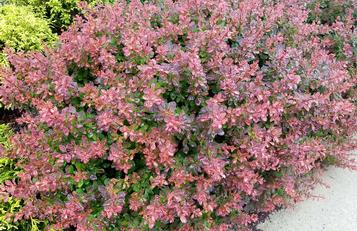 Transform Your Landscape with WorryFree® Barberry