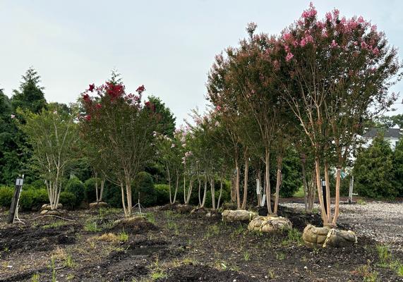 Barton Nurseries Wholesale 3