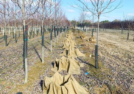 Barton Nurseries Wholesale 4