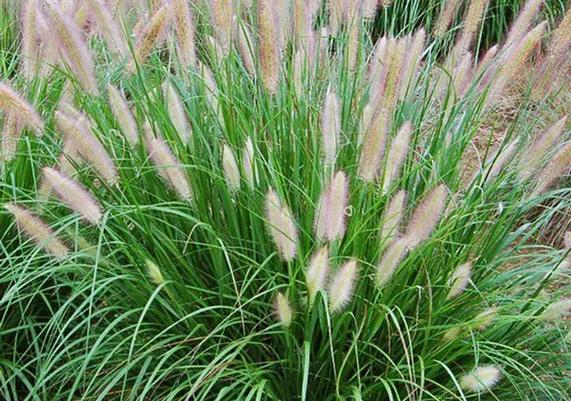 Etoufee™ Fountain Grass