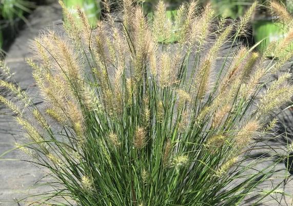 Pennisetum alopecuroides 'Tift PA5' Hush Puppy.jpg