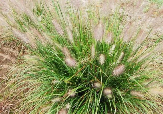 Pennisetum alopecuroides 'Tift H18' Praline.jpg