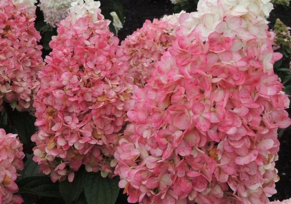 Worry Free Ruby_Snow_Hydrangea__77820.jpg