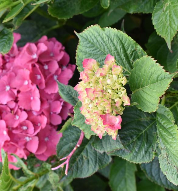 Live in the Glow® of Summer Color