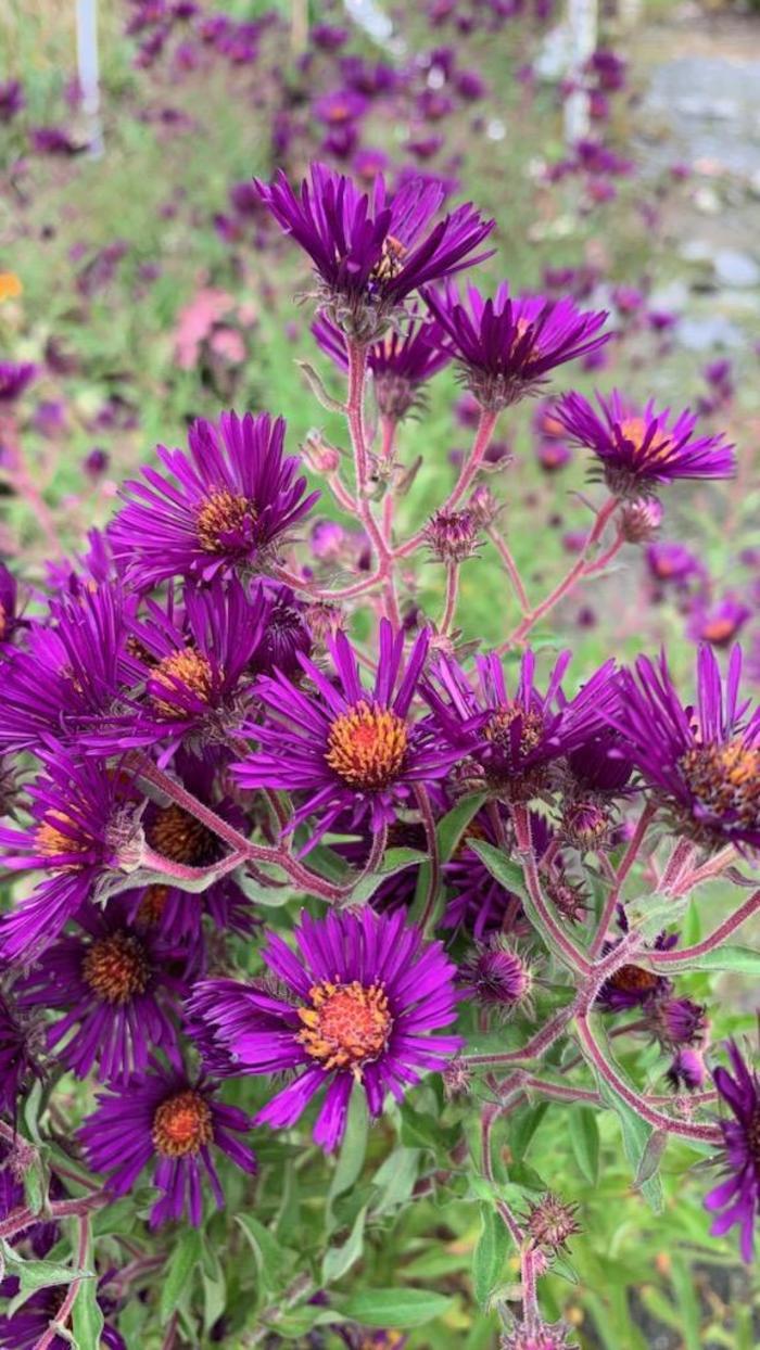 Aster novae-angliae Nachtauge