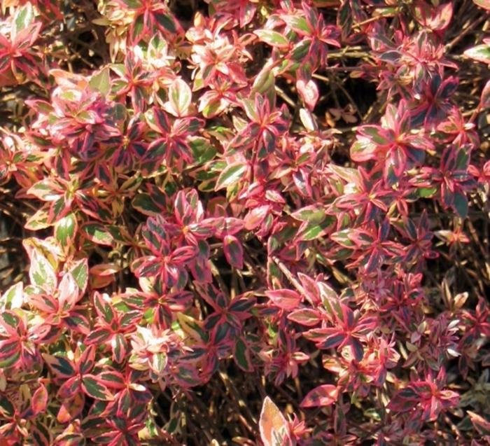 Abelia Confetti&reg;