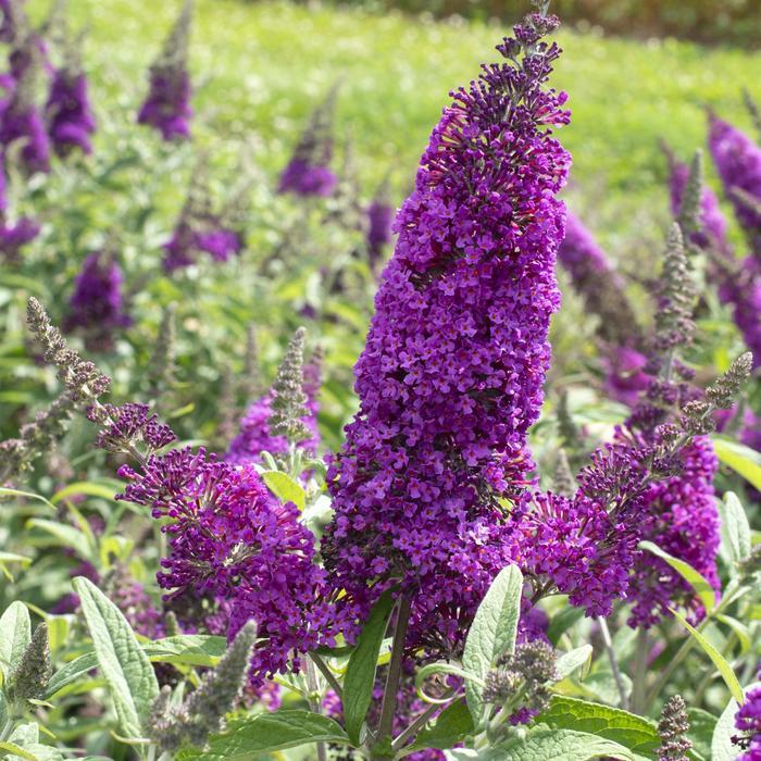Buddleia davidii RoyalRazz&trade;