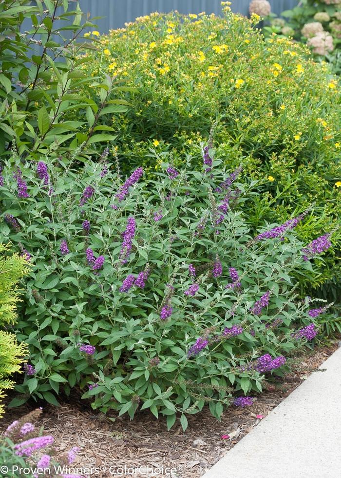 Buddleia Miss Violet