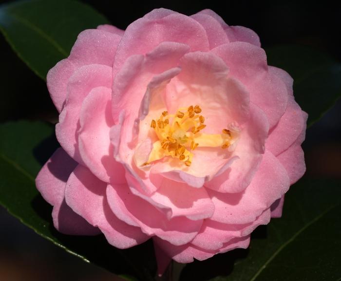 Camellia Ashton's Ballet