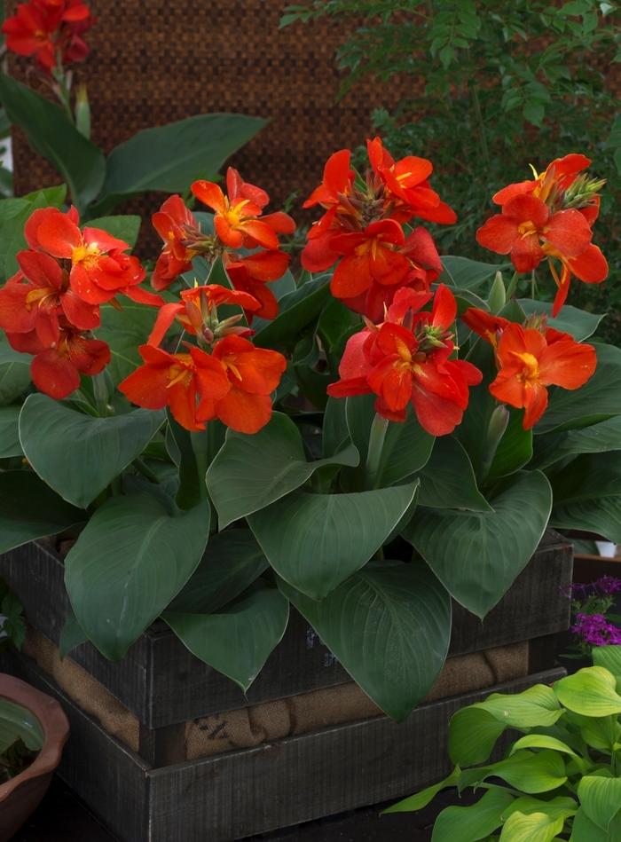 Canna x generalis South Pacific Scarlet