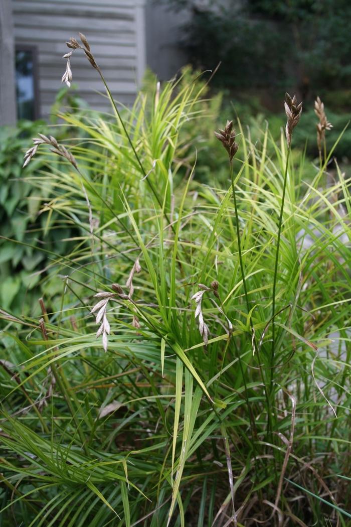 Carex muskingumensis 