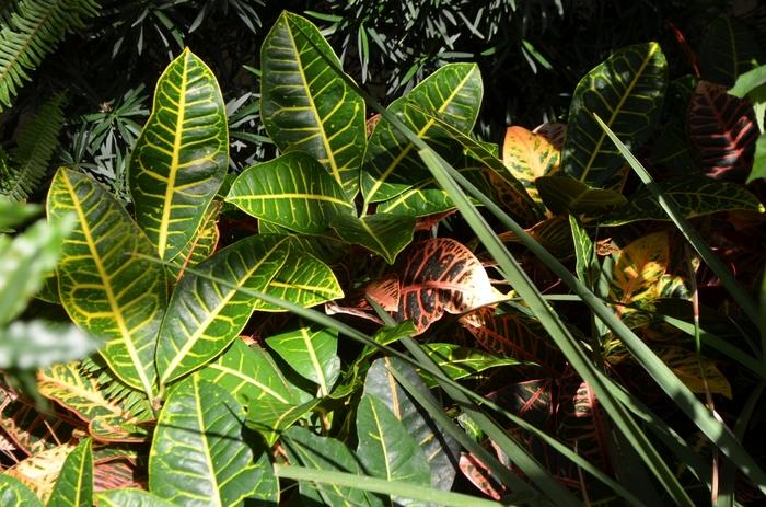 Codiaeum variegatum Petra