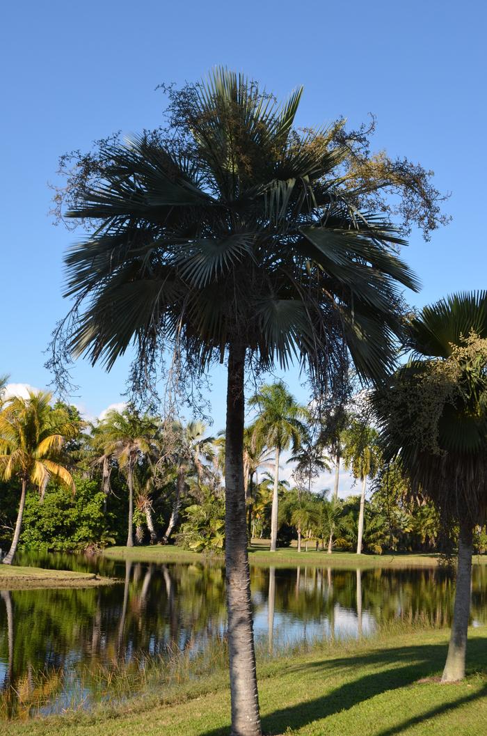 Copernicia hospita 