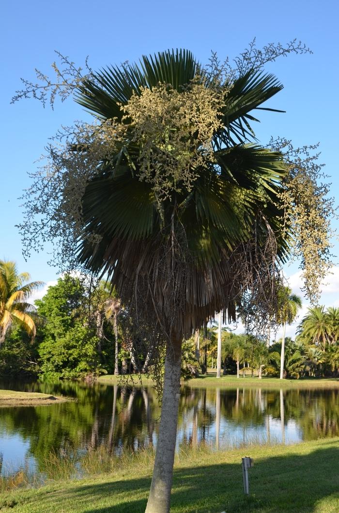 Copernicia x burretiana 