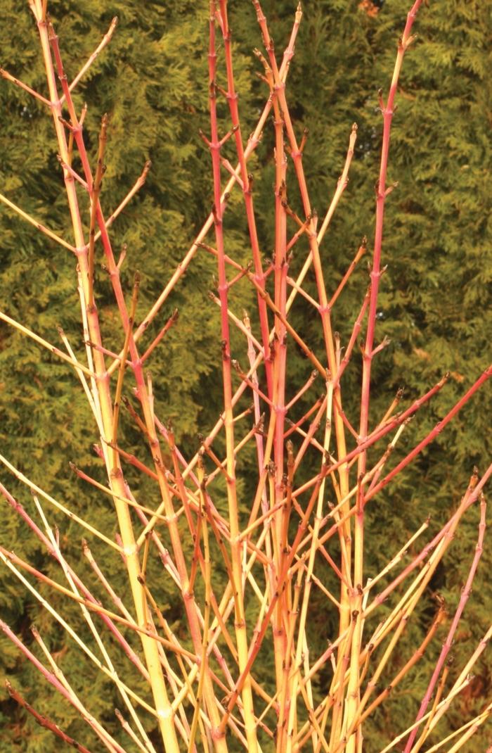 Cornus sanguinea Arctic Sun&reg;