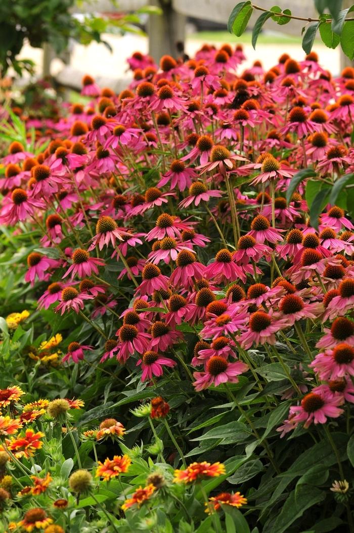 Echinacea purpurea PowWow Wild Berry