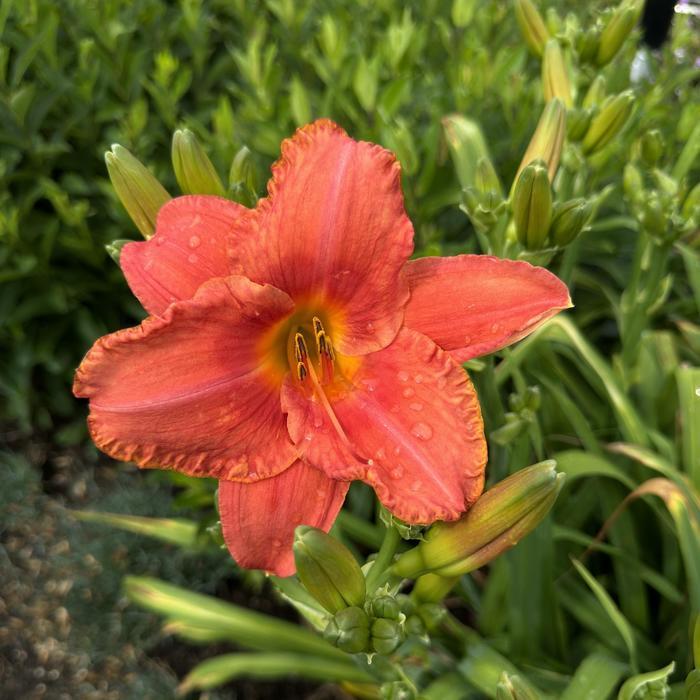 Hemerocallis South Seas