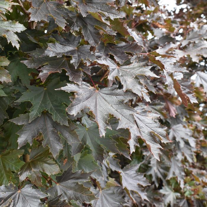 Acer platanoides Crimson Sentry