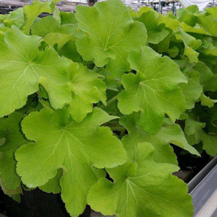 Heuchera Guacamole
