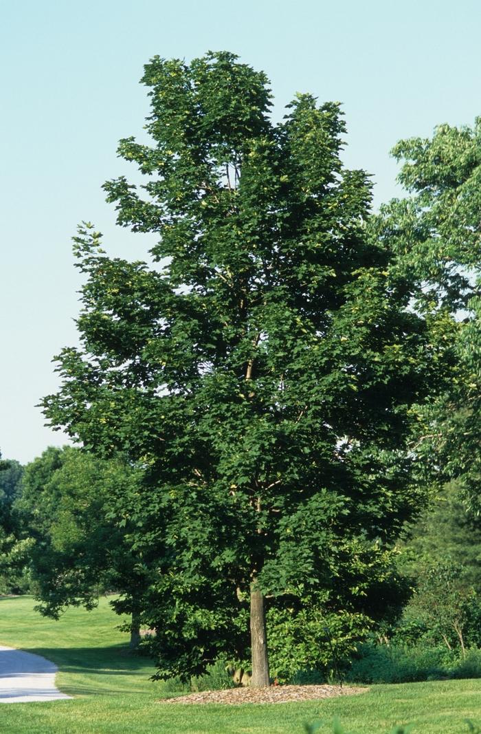 Acer platanoides Emerald Queen