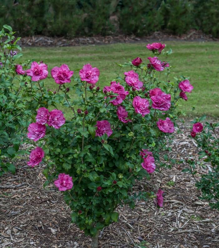 Hibiscus syriacus Magenta Chiffon&reg;