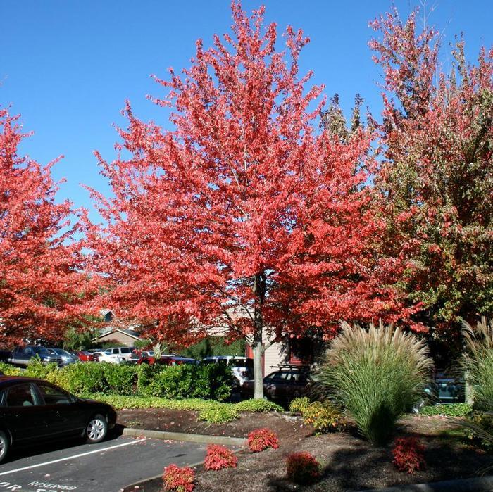 Acer rubrum Red Sunset&reg;