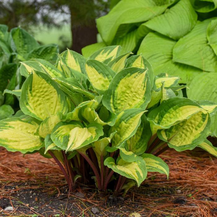 Hosta Island Breeze