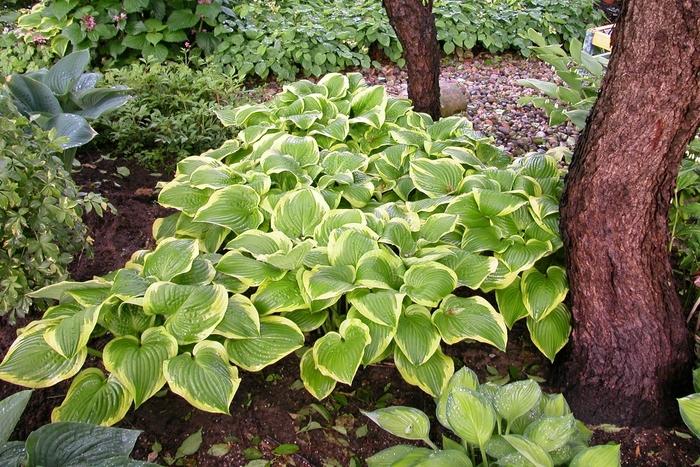 Hosta Shade Fanfare