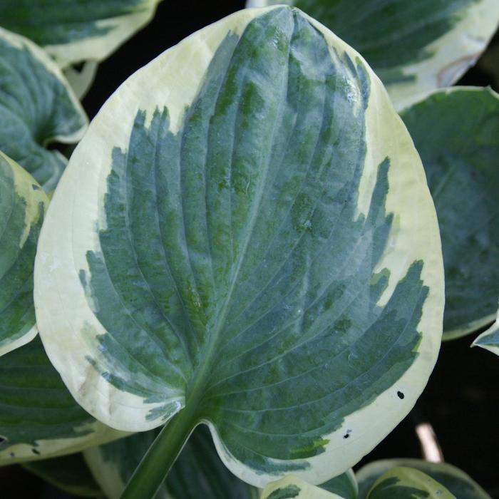 Hosta Snow Cap