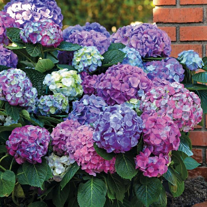 Hydrangea macrophylla L.A. Dreamin'&reg;