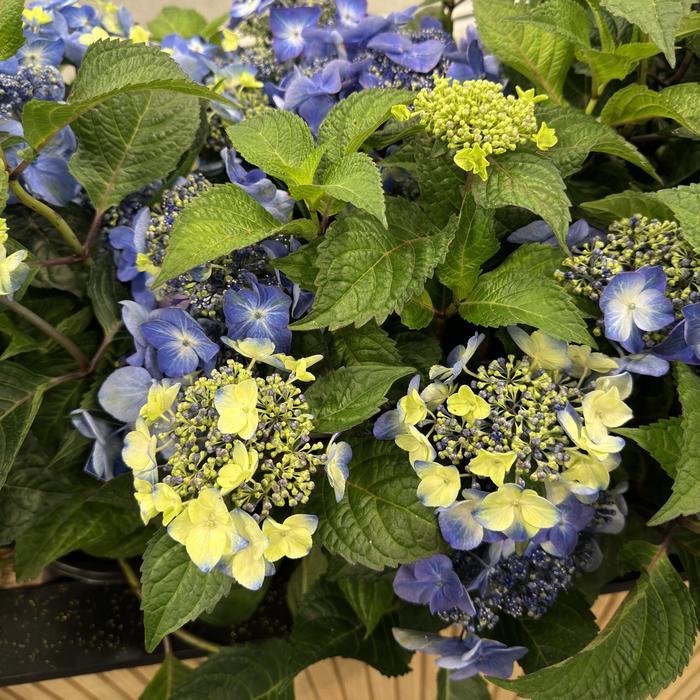 Hydrangea macrophylla Pop Star&reg;