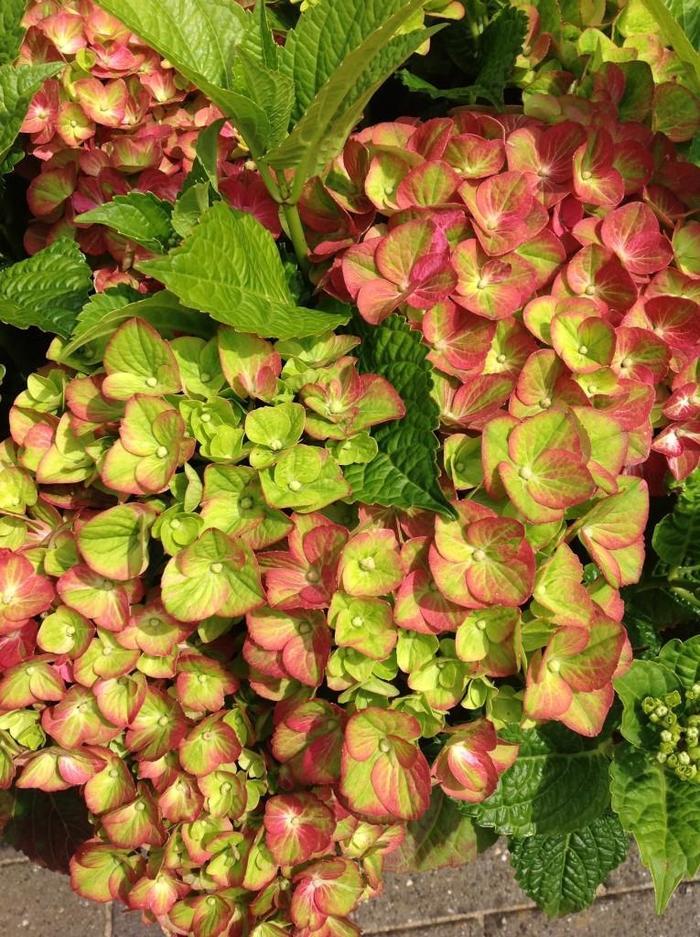 Hydrangea macrophylla Tilt-A-Swirl&trade;