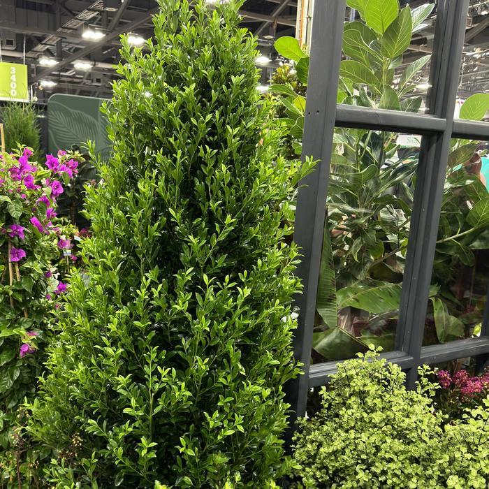 Ilex Emerald Colonnade&reg;