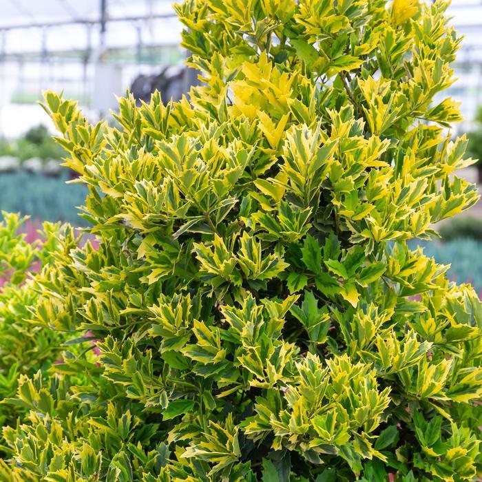 Ilex Golden Oakland&reg;