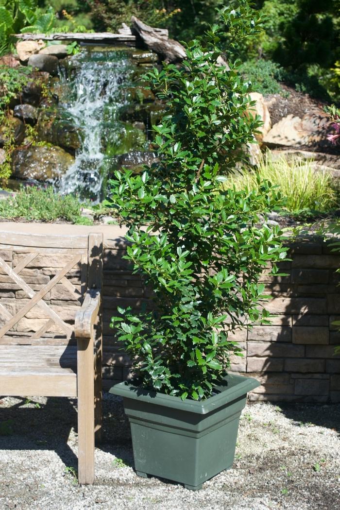 Ilex Oak Leaf&trade;