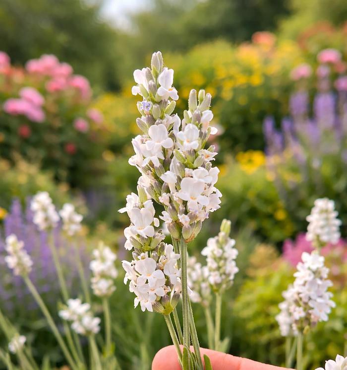 Lavandula x intermedia Inspirational!&trade;