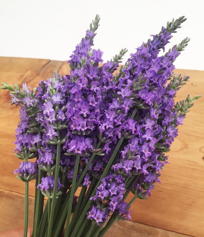Lavandula x intermedia Sensational!&trade;