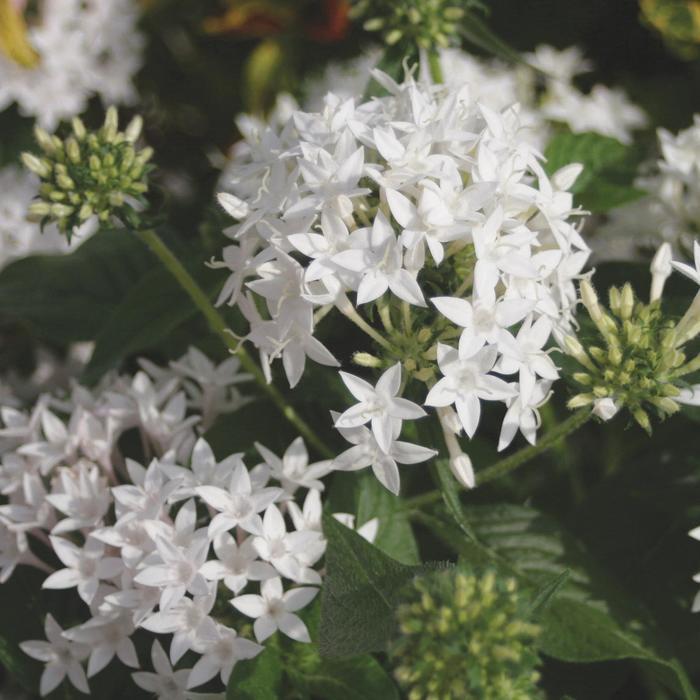Pentas lanceolata Butterfly White