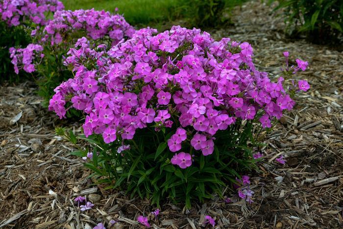 Phlox paniculata Baby Doll Pink