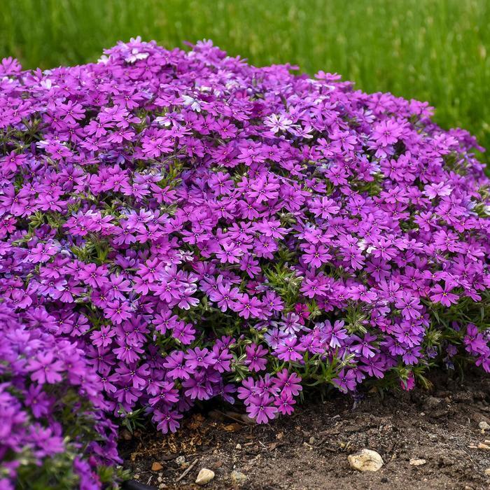 Phlox Rocky Road Grape