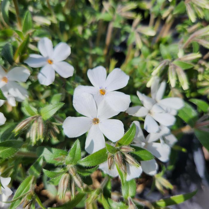 Phlox Woodlander White