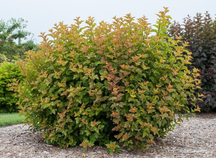 Physocarpus opulifolius Amber Jubilee&trade;