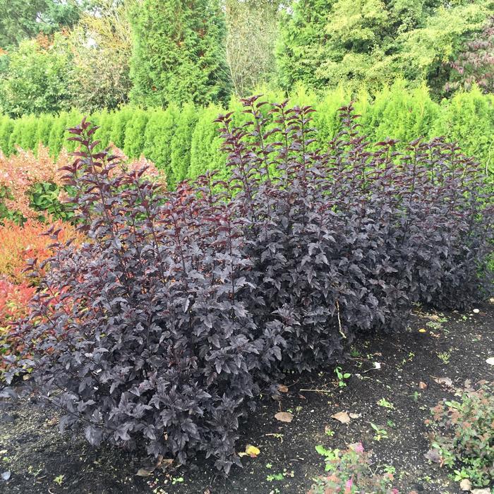 Physocarpus opulifolius Panther&reg;