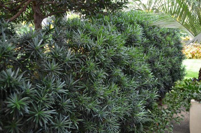 Podocarpus macrophyllus Maki