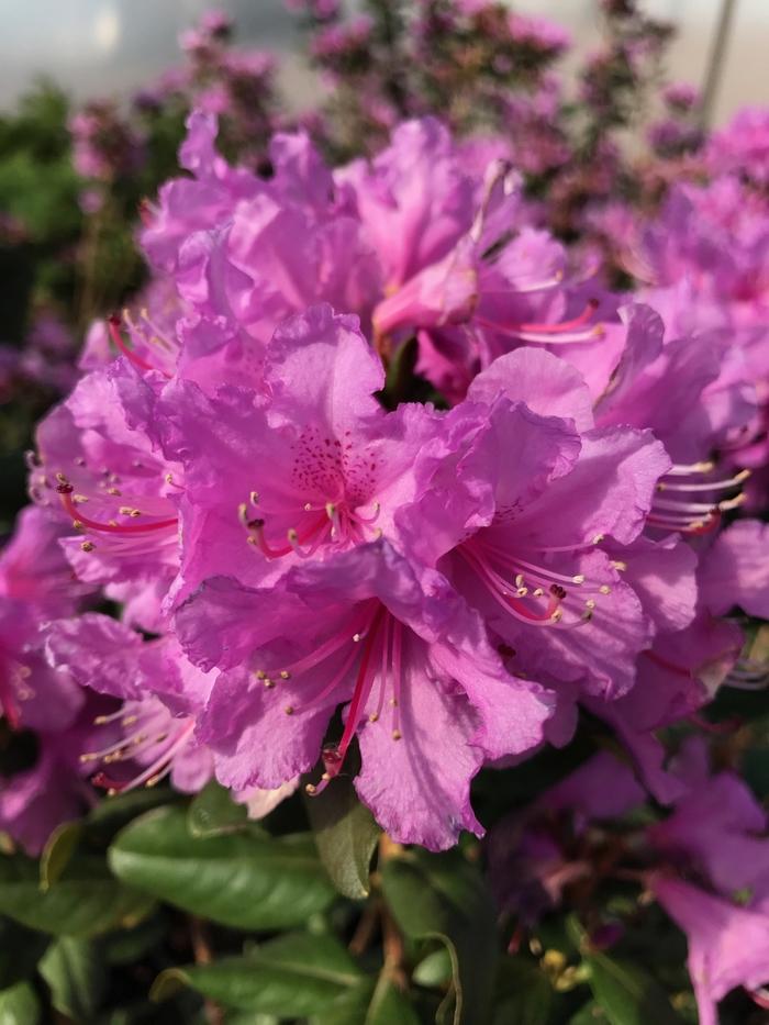 Rhododendron Abbey's Re-View&reg;