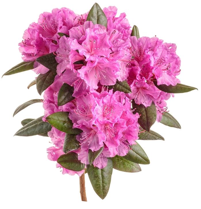Rhododendron Black Hat&reg;