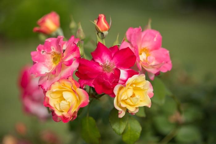 Rosa Campfire