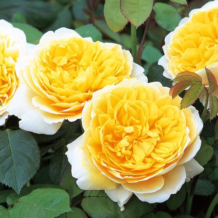 Rosa Charlotte