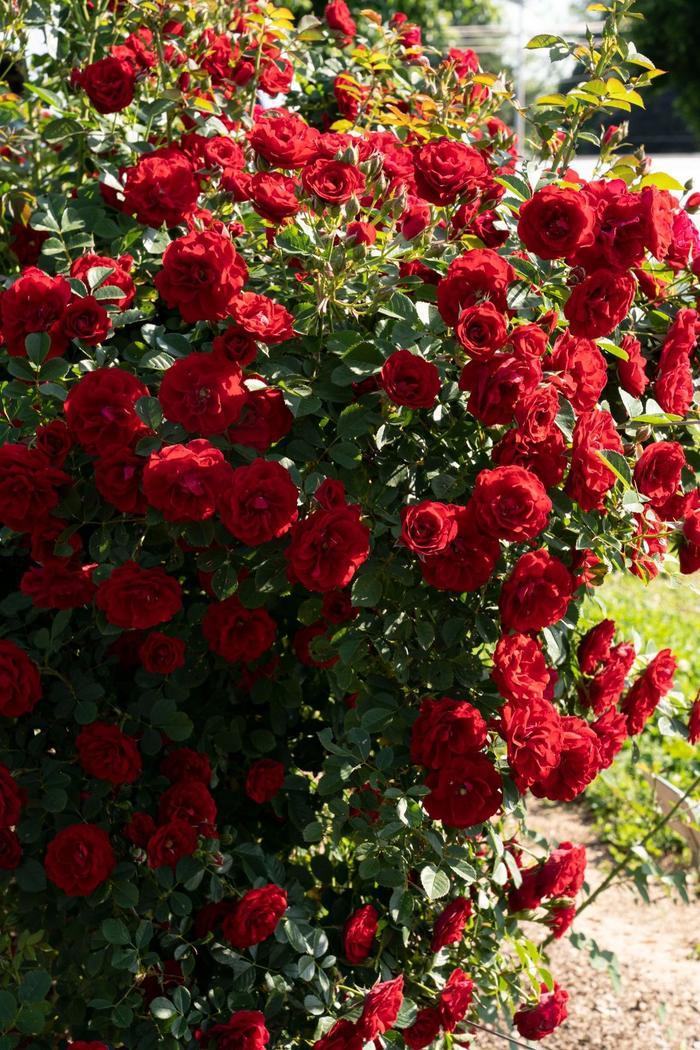 Rosa Cherry Frost&trade;