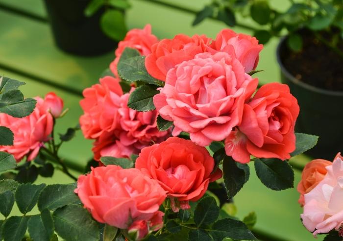 Rosa Coral Drift&reg;